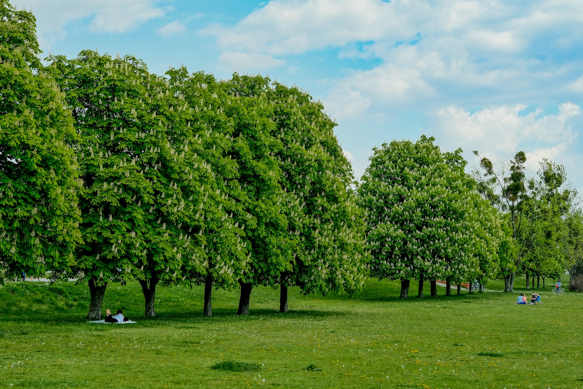 Poznań – 8 idealnych miejsc na wiosenny piknik