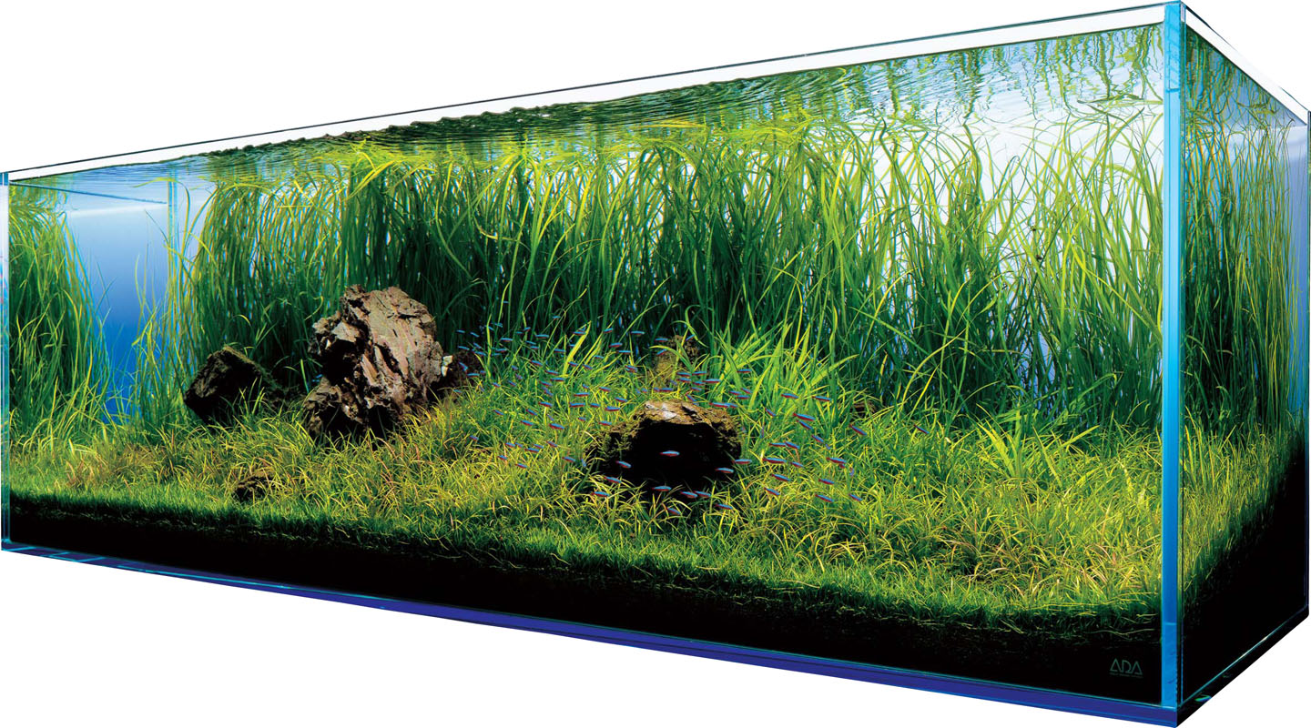 Posiadanie Akwarium: Pasja, która przynosi spokój i urok